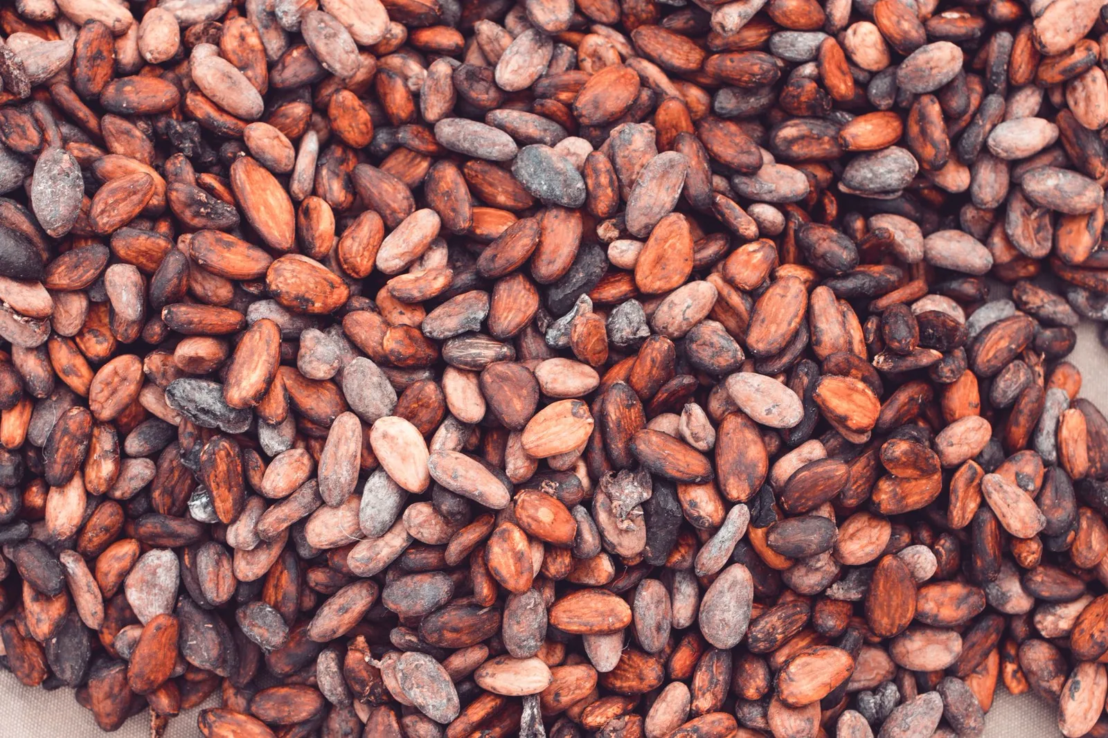 Fermented and dried