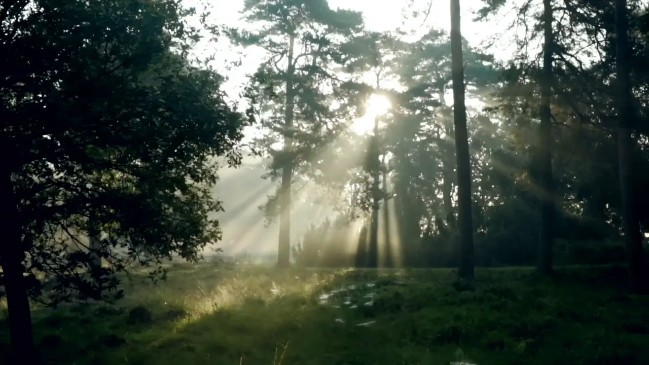 The wood