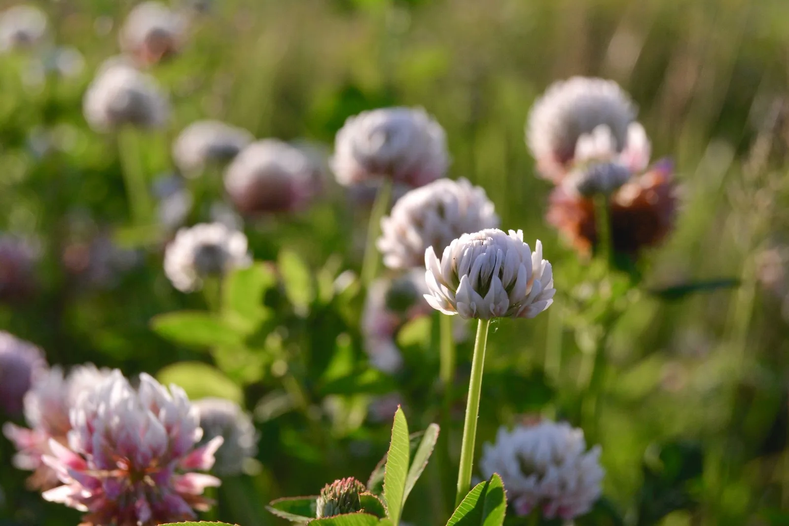 May, clover