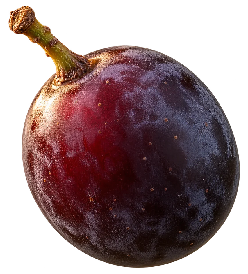 A single ripe grape, deep red going to blue, still on its stem.