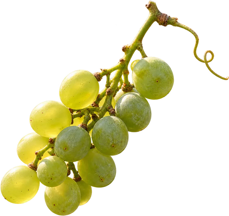 A compact bunch of green grapes hanging from the vine.