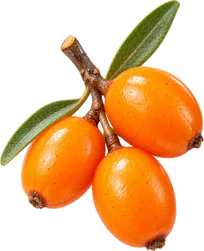 Sea buckthorn