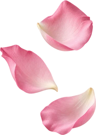 Damask rose