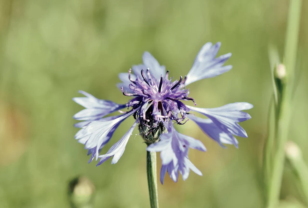 Cornflower