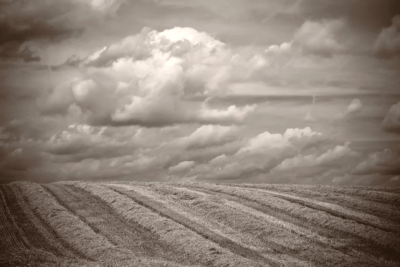 Bare ground