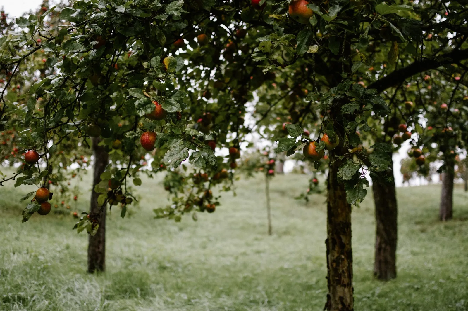 The trees
